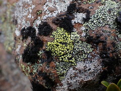 Rhizocarpon