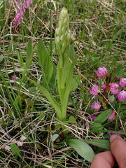 Platanthera dilatata