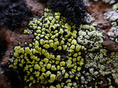 Rhizocarpon