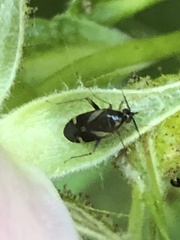 Plagiognathus obscurus