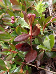 Kalmia microphylla