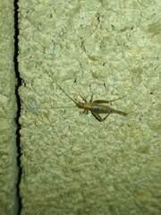 Arachnocephalus vestitus