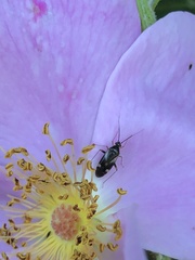 Plagiognathus obscurus