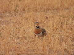 Pterocles alchata