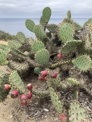 Opuntia semispinosa