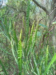Baccharis penningtonii