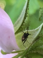 Plagiognathus obscurus