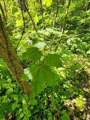 Acer nigrum
