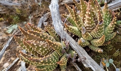 Tulista pumila