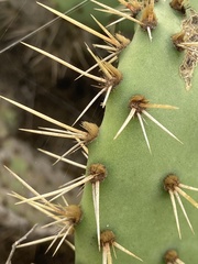 Opuntia semispinosa