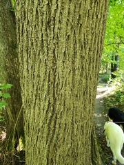 Acer nigrum