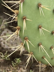 Opuntia semispinosa
