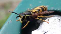 Vespula germanica