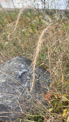 Elymus canadensis