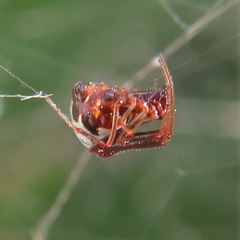 Argyrodes argyrodes