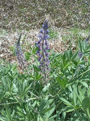 Lupinus albescens