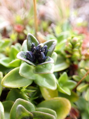 Gentiana glauca