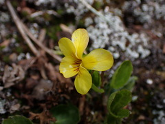 Viola