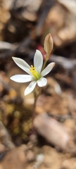 Ornithogalum hispidum