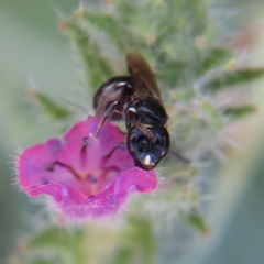 Ceratina cucurbitina