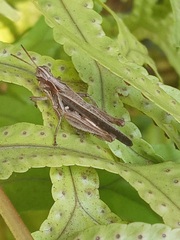 Orphulella