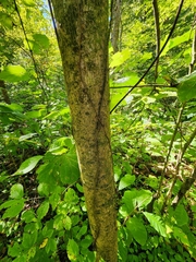 Acer nigrum