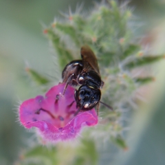 Ceratina cucurbitina