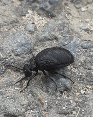 Meloe rugosus