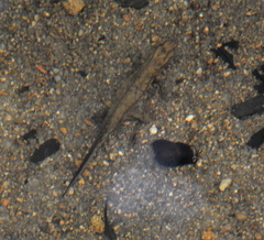 Paramesotriton hongkongensis