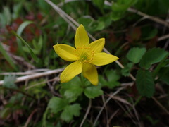 Anemonastrum richardsonii