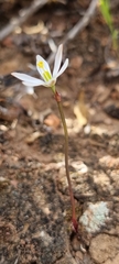 Ornithogalum hispidum