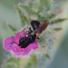 Ceratina cucurbitina
