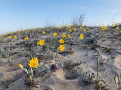 Senecio crassiflorus
