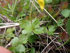 Anemonastrum richardsonii
