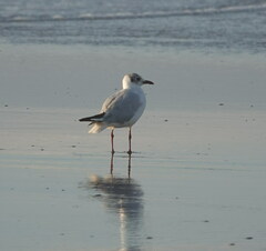 Chroicocephalus maculipennis