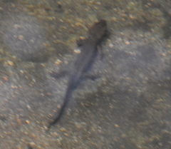 Paramesotriton hongkongensis