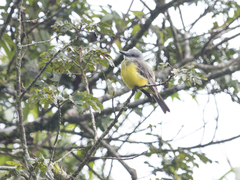 Tyrannus melancholicus