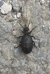 Meloe rugosus