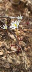 Ornithogalum hispidum
