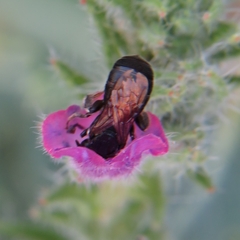 Ceratina cucurbitina