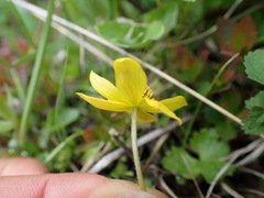 Anemonastrum richardsonii