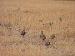 Pterocles alchata