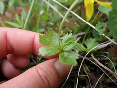 Anemonastrum richardsonii