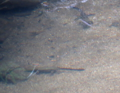 Paramesotriton hongkongensis