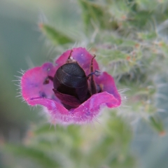 Ceratina cucurbitina