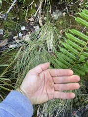 Deschampsia nubigena