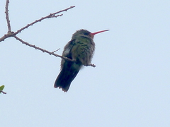 Hylocharis chrysura