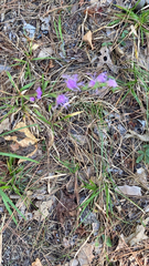 Liatris