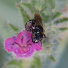 Ceratina cucurbitina
