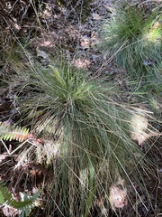Deschampsia nubigena